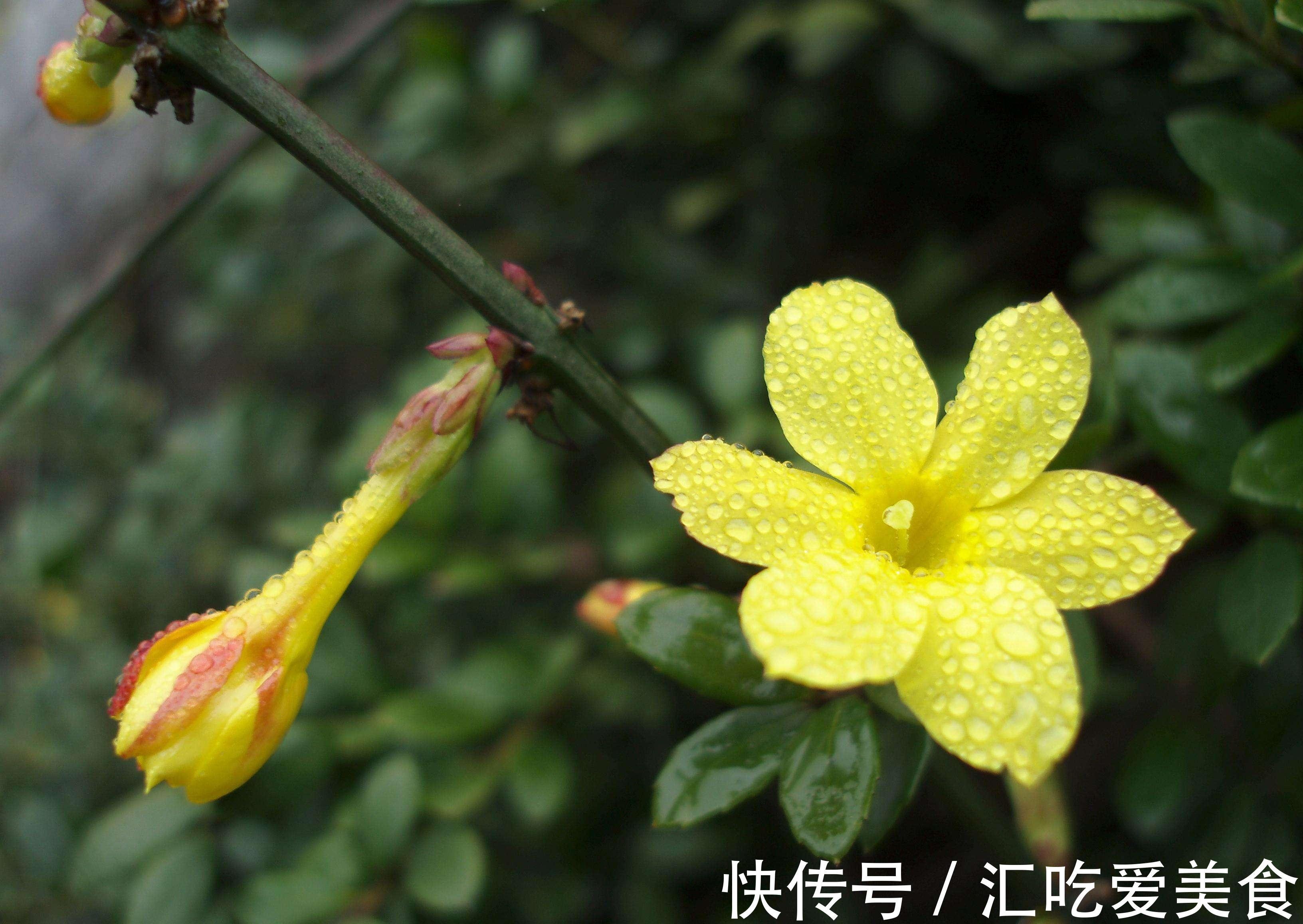 养花试试这几款,金黄色的花朵连续几公里,非常漂亮