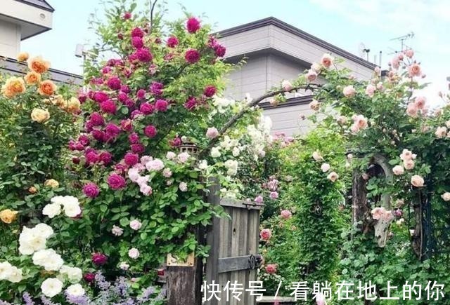 观赏性|这几种花观赏性强爱开花，花期长花量大，养在家里赏花好