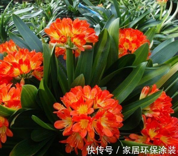 秋天养君子兰,15天浇一次“神仙水”,新叶新芽猛长,轻松开满盆