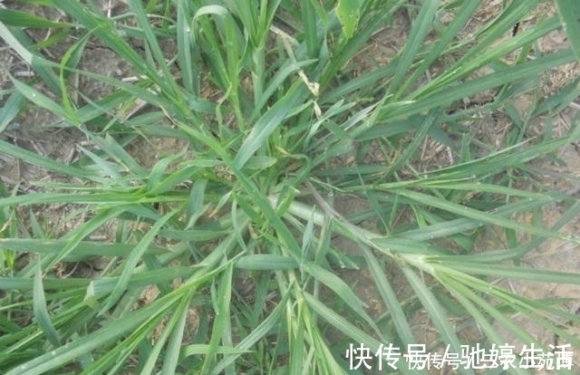 野草|生长在墙角边的野草,是牲畜的上好饲料,殊不知价值珍贵用途广