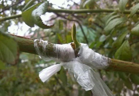 嫁接月季花?告诉你个小绝招,一年四季都能活,变成老桩大花树