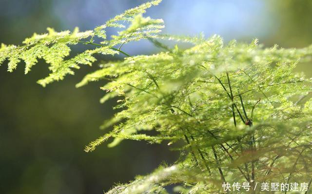 这三种花千万不能晒，一晒就变黄，再也救不过来