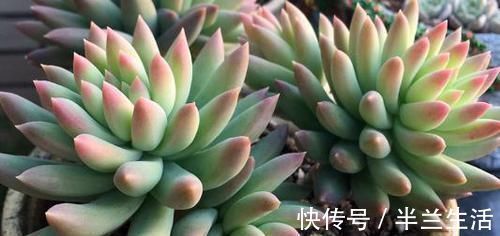 浇水|多肉干瘪好像小老头?原因有三种,学会了顺利过冬,长成小胖娃!