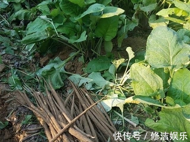 种植|路边一种野草,人称“牛菜”,一点不起眼却叶、根、果全是宝