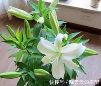 鳞茎|了解百合养好百合，室内花香阵阵，精神好