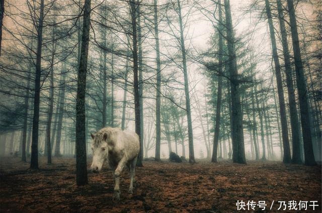  凝出|言叔夏《白马走过天亮》从人世的荒凉里，凝出透亮的诗来