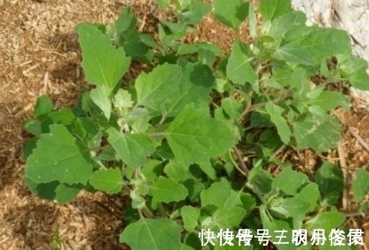 野菜|农村最常见的三种野菜,8090都吃过,城里人没吃过!