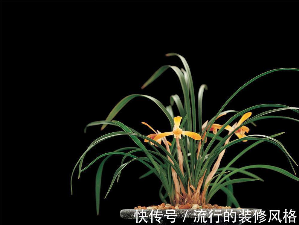 养花试试这几款,花朵绽放就像一个大包子一样很饱满