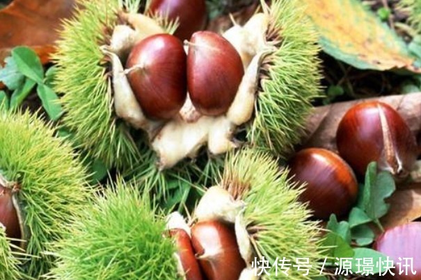 氯化镁|常吃栗子益气健脾好处多,但要牢记4大禁忌,吃对了才更健康