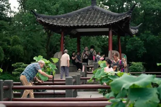 荷区|今年西湖荷花长势喜人，盛花期要来啦！最佳打卡地在→