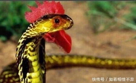 元气满满#盗墓笔记中出现过的七大怪物,各有神通,哪种最难缠?