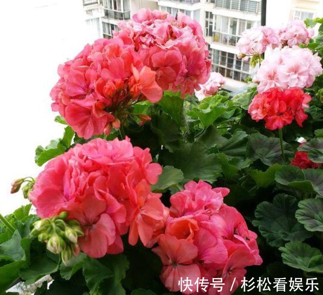 美女|4种“漂亮”的花,便宜又好养,10块钱“两盆”,每天有花赏!