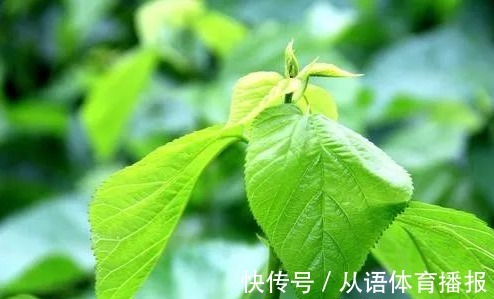 神农本草经|桑叶是个宝,霜打的桑叶为神仙草!如何吃,功效最佳?