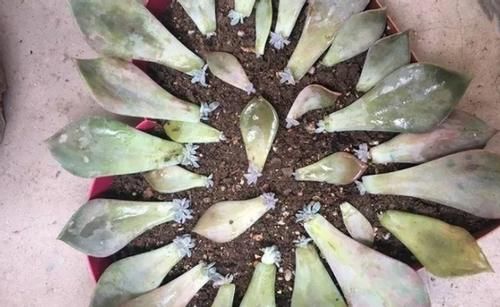 花草扦插范本：拿这4样育苗，这么操作简单易学、成活率特高