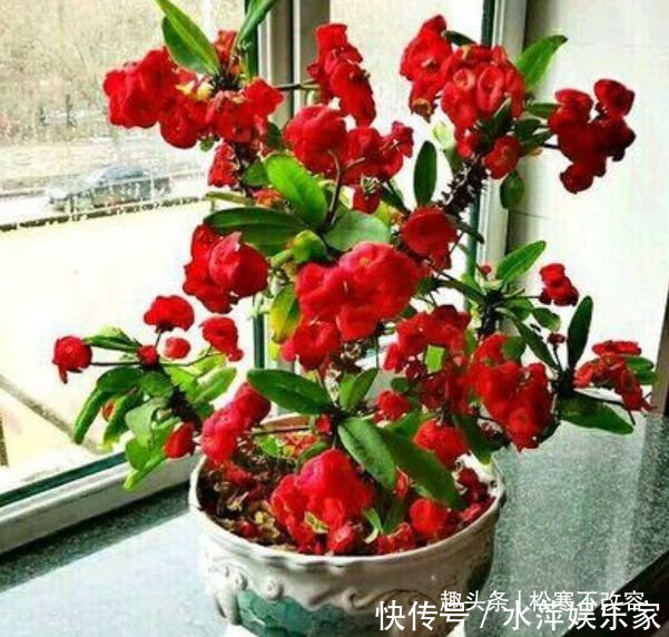 几种漂亮花,好打理,易爆盆,阵阵花香,花朵大!