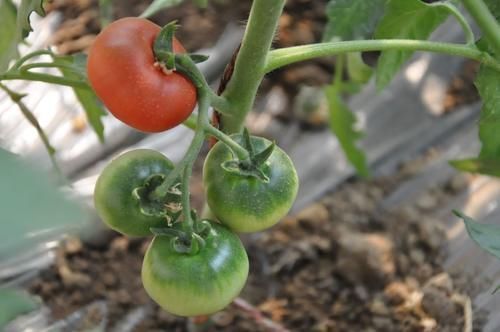 蔬菜|这3种西红柿吃了不利于身体健康，菜贩子自己都不吃，可别买错了