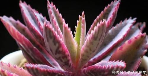 5种多肉,皮实又好养,独苗变老桩,长出状态美极了