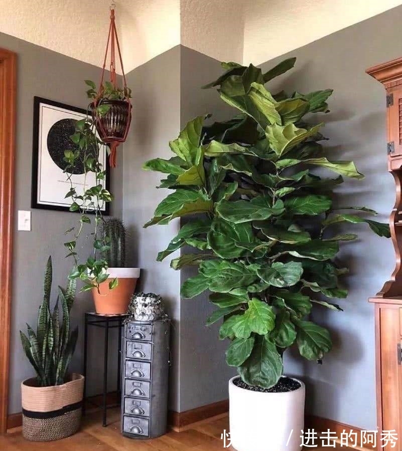 20种“坑人花”,真的很难养,没有三五年的养花经验,别入坑