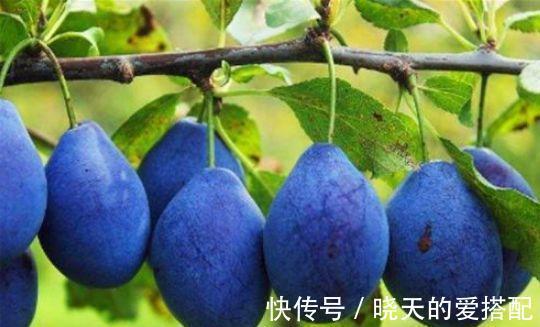 美容|秋季养生最适合吃3物，排出身体毒素，滋养肠胃，美容肌肤