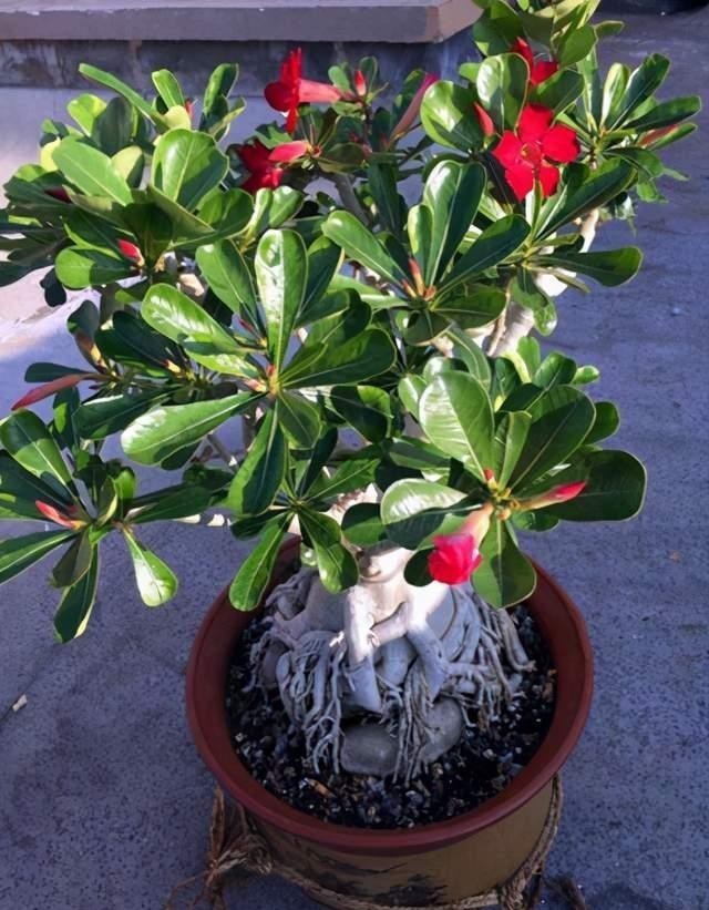 简单|新手养花不能急,先学会施肥养花简单,这4点最重要