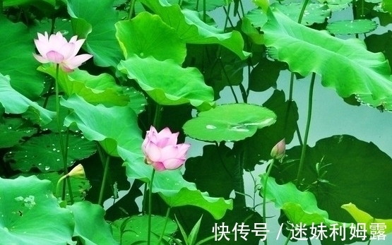 日子|步入7月下旬，4属相桃花朵朵，财源滚滚，日子美好幸福