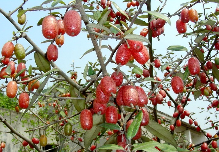 建议家有小院定要种上几样盆栽，沾土就能活，驱蚊又好看