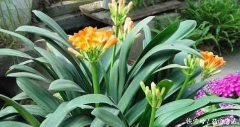 养君子兰,淘米水兑点“它”,叶片油绿,花芽猛冒,一次开几十朵