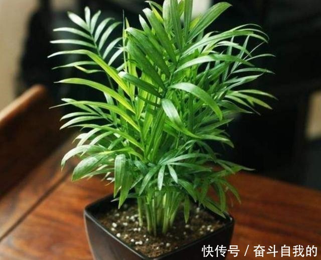 这5种花,最怕晒太阳,不遮阴容易黄叶枯萎!