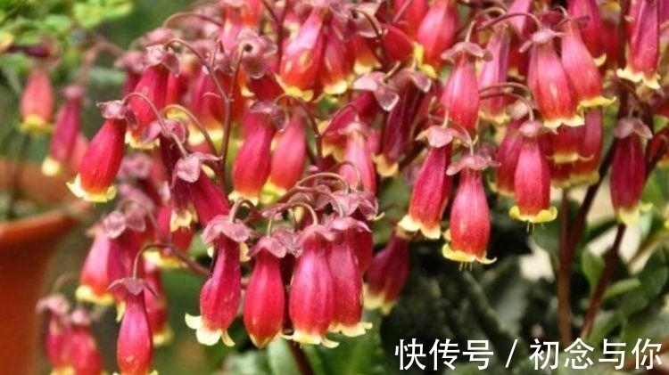 几款常见的花朵,越晒越开花,花朵美艳又迷人,花开绚烂