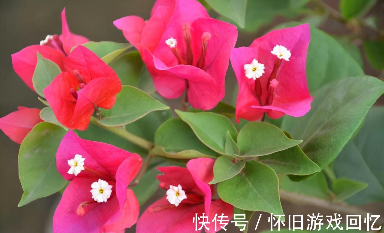 详细讲解三角梅越冬问题,提早做好防护措施,减少冻伤的情况发生