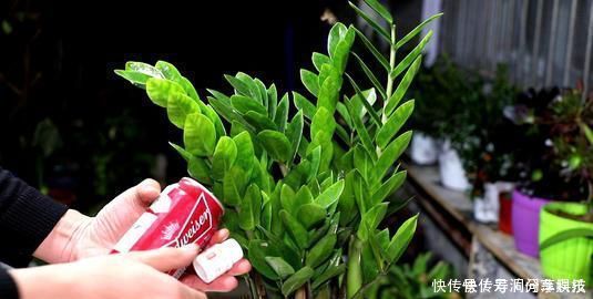 张大爷养花，加点生长剂，叶绿开花多，养啥都爆盆