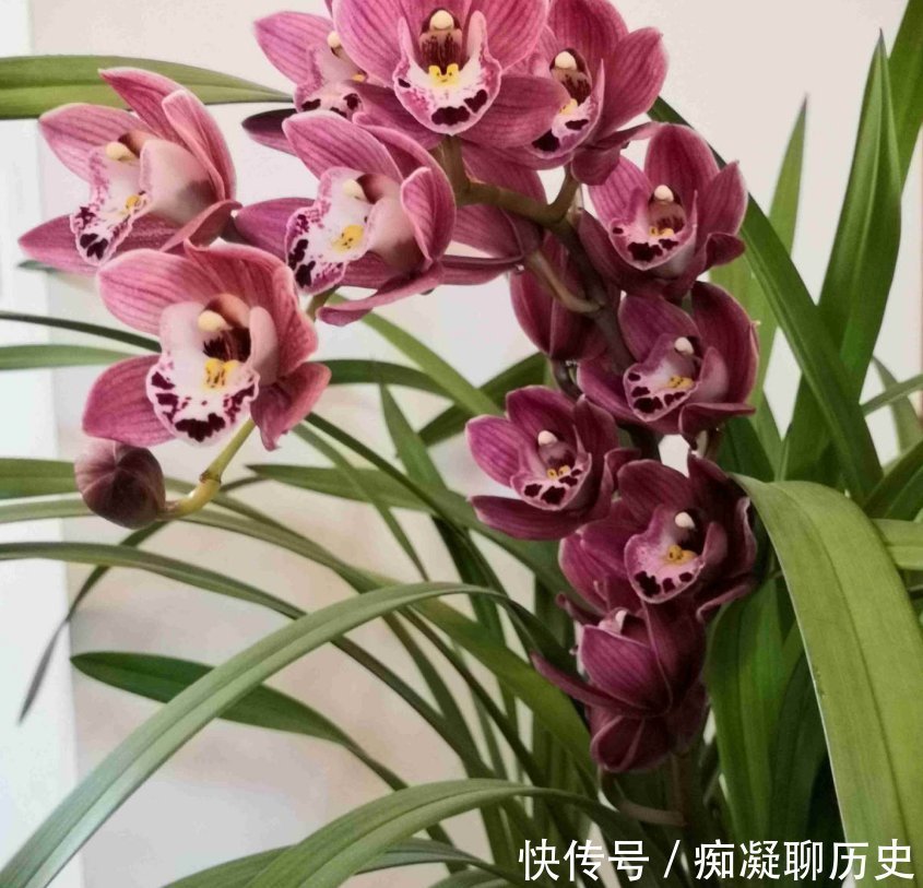 花友们|养兰花不如养这种花，花大如拳头，碾压其它年宵花