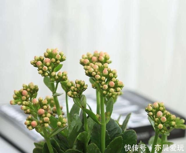 迎刃而解|长寿花不长花苞,那就用这招,问题迎刃而解