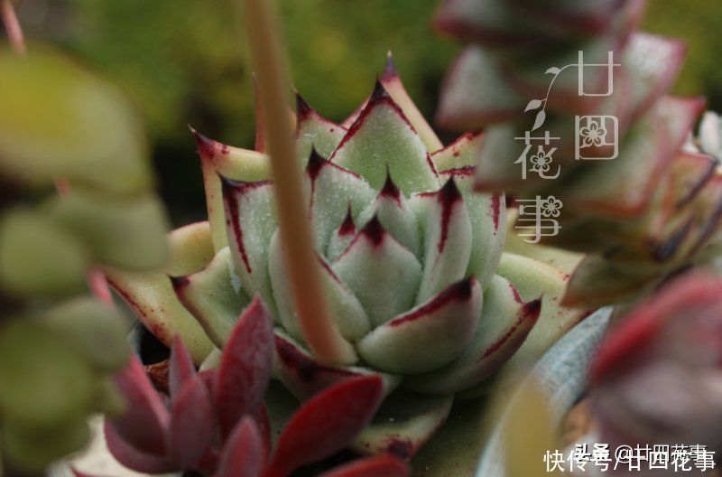 浇水|三伏天养多肉,要面临“3关”,闯过去美成仙肉,闯不过去收空盆