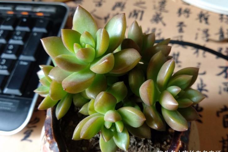 养多肉只知黄丽不知青丽?那你落伍了,它们是长得十分雷同的多肉