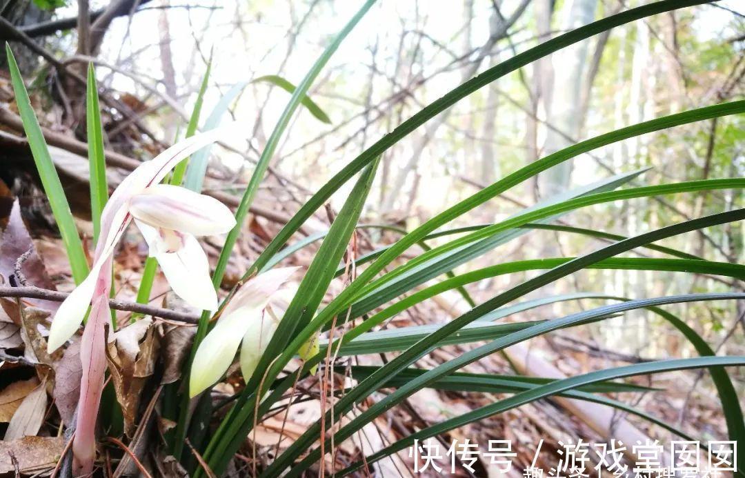 兰花春化的技巧,谨防花苞在冬眠期复苏,新手兰友想做却不敢做