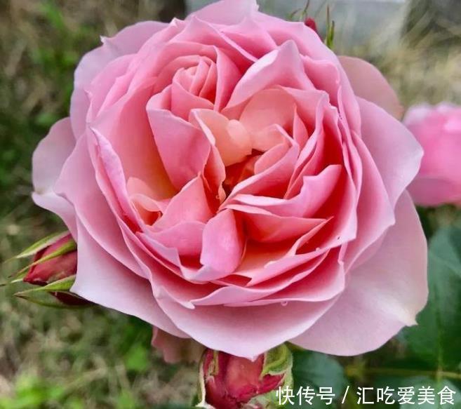 4种花自带财运,家里养一盆,开花漂亮花期长,谁养谁喜欢