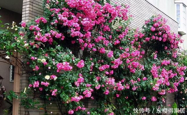 藤月|“藤本月季”哪个品种好?此8种漂亮好养,一年四季开花不停