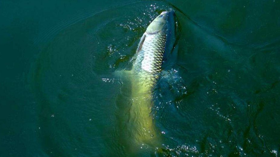 野河|在野河里作钓,怎么才能钓大鱼呢?快来看看让你连杆上鱼