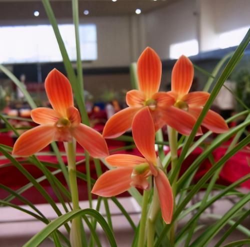 曾经的“国兰第一红”,现在很便宜,花色艳丽,多次兰展获奖