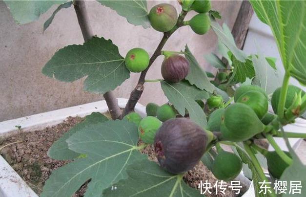 高压|扦插无花果,2种“技巧”,15天生根成活,果实累累,甜又糯