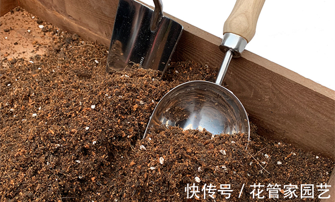 腐叶土+|园艺师教你君子兰怎么养,学会这五点,叶子绿得发亮,开花又多又大