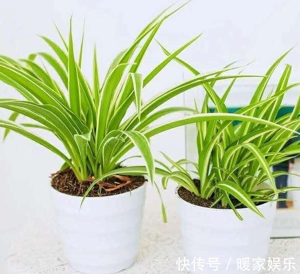 给吊兰浇水,避开这两个“小误区”,叶子翠绿,轻松养爆盆!