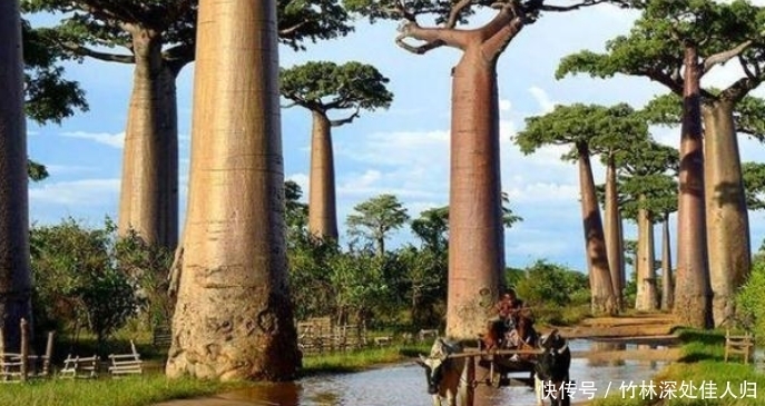 非洲的万能树,不仅能当水缸用,还能够当房子住!