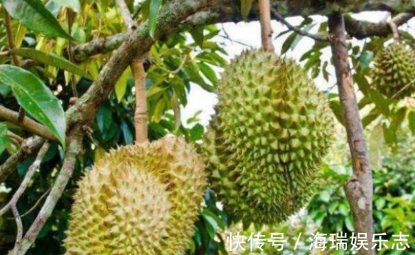 榴莲树|被誉为“水果之王”的榴莲，果农怎样收获优质高产，只需掌握五点
