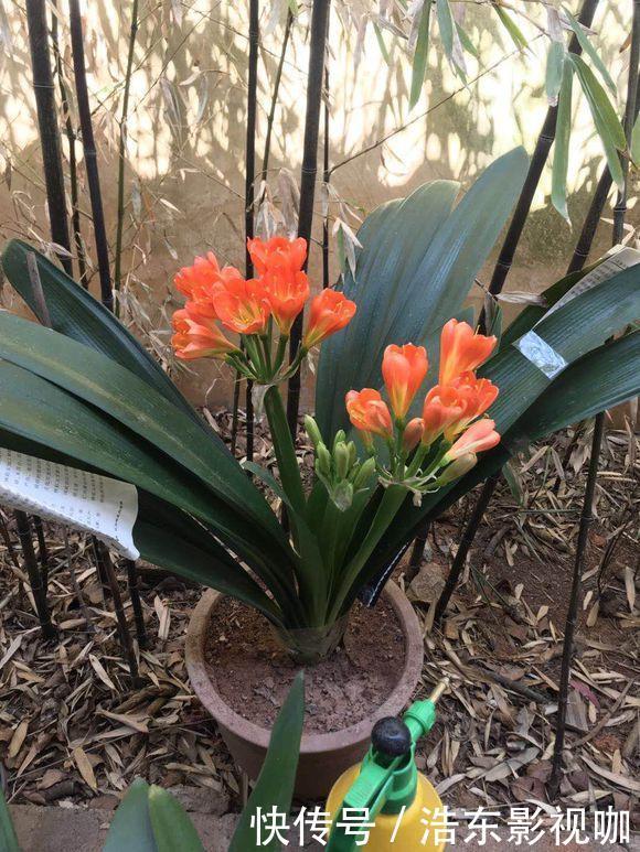 休眠|夏天40度,养君子兰,3件小事做对了,叶子油亮亮,天凉猛开花