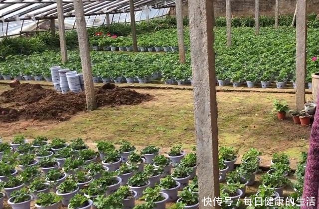 74岁老奶奶种天竺葵,一盆卖3块老桩卖30,别人转手卖100!