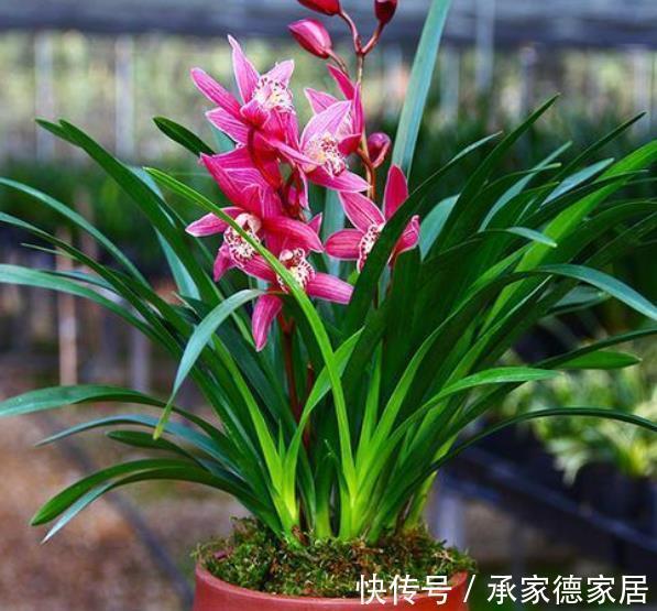 烂根|养花必备3种大补肥,专治黄叶烂根不开花,新手都来来学学