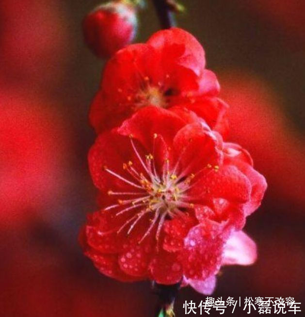 中国传统文化|喜欢菊花,不如养盆“开花机器”红梅,四季如春,甜蜜轻柔