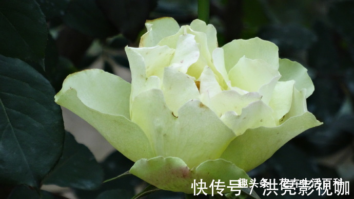 绿云玫瑰|喜欢菊花，不如养盆“精品玫瑰”绿云玫瑰，宛如碧玉，实属珍品！